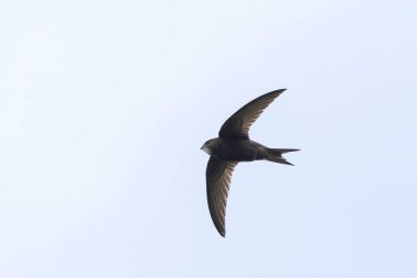 Uçuşta yaygın Apus apus 