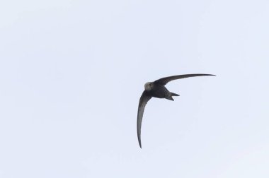 Uçuşta yaygın Apus apus 