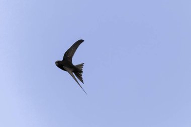 Uçuşta yaygın Apus apus 