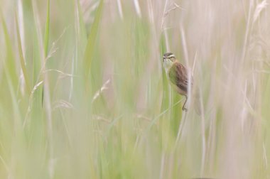 Akrocephalus schoenobaenus Sedge Warbler sazlığa tüneyip şarkı söylüyor.