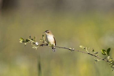 Akrocephalus schoenobaenus Sedge Warbler sazlığa tüneyip şarkı söylüyor.