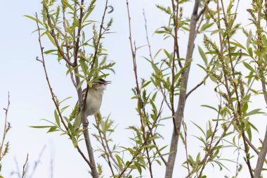 Akrocephalus schoenobaenus Sedge Warbler sazlığa tüneyip şarkı söylüyor.
