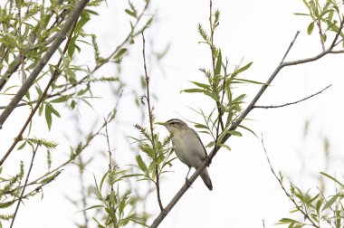 Akrocephalus schoenobaenus Sedge Warbler sazlığa tüneyip şarkı söylüyor.