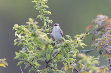 Akrocephalus schoenobaenus Sedge Warbler sazlığa tüneyip şarkı söylüyor.