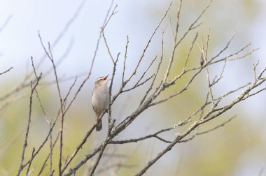 Acrocephalus schoenobaenus Sedge Warbler perching on reed and singing clipart
