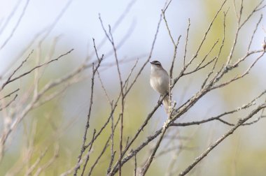 Akrocephalus schoenobaenus Sedge Warbler sazlığa tüneyip şarkı söylüyor.