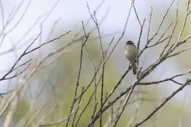Akrocephalus schoenobaenus Sedge Warbler sazlığa tüneyip şarkı söylüyor.
