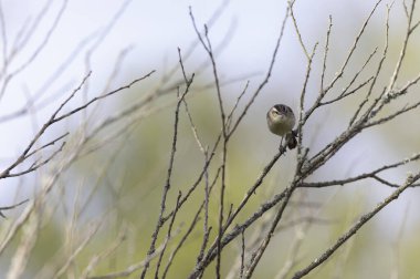 Akrocephalus schoenobaenus Sedge Warbler sazlığa tüneyip şarkı söylüyor.