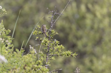 Akrocephalus schoenobaenus Sedge Warbler sazlığa tüneyip şarkı söylüyor.