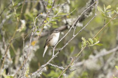 Akrocephalus schoenobaenus Sedge Warbler sazlığa tüneyip şarkı söylüyor.
