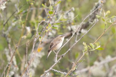 Akrocephalus schoenobaenus Sedge Warbler sazlığa tüneyip şarkı söylüyor.