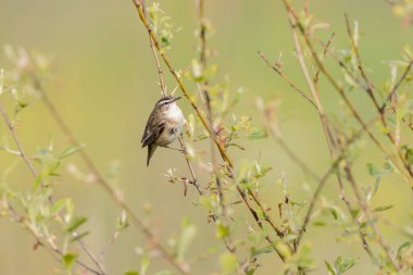 Akrocephalus schoenobaenus Sedge Warbler sazlığa tüneyip şarkı söylüyor.
