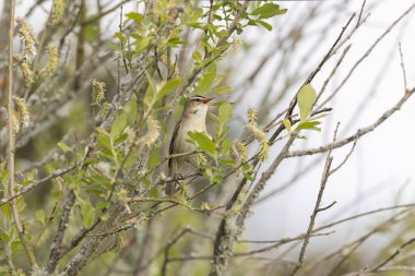 Akrocephalus schoenobaenus Sedge Warbler sazlığa tüneyip şarkı söylüyor.