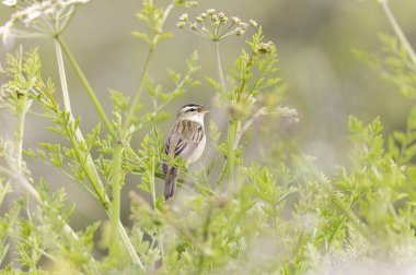 Akrocephalus schoenobaenus Sedge Warbler sazlığa tüneyip şarkı söylüyor.