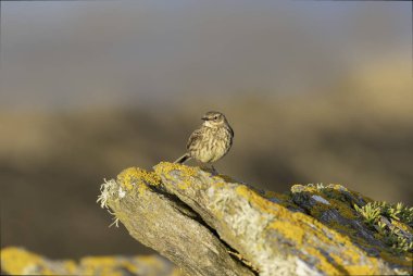 Avrupa Rock Pipit Anthus petrosus Brittany Sahili 'nde oturuyor ve besleniyor