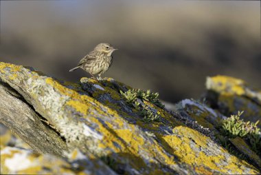 Avrupa Rock Pipit Anthus petrosus Brittany Sahili 'nde oturuyor ve besleniyor