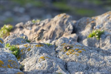 European Rock Pipit Anthus petrosus sitting and feeding on Brittany Coast clipart