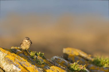 Avrupa Rock Pipit Anthus petrosus Brittany Sahili 'nde oturuyor ve besleniyor