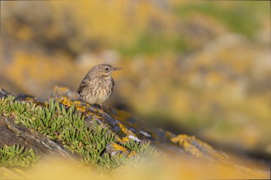 Avrupa Rock Pipit Anthus petrosus Brittany Sahili 'nde oturuyor ve besleniyor