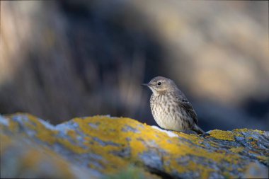 Avrupa Rock Pipit Anthus petrosus Brittany Sahili 'nde oturuyor ve besleniyor