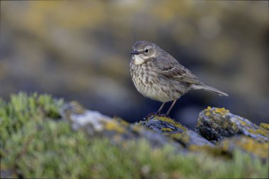 Avrupa Rock Pipit Anthus petrosus Brittany Sahili 'nde oturuyor ve besleniyor