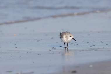 Shorebird Sanderling Calidris alba Fransa 'nın Morbihan kentindeki kumlu bir sahilde yiyecek arıyor.