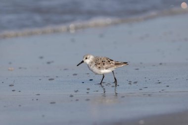 Shorebird Sanderling Calidris alba Fransa 'nın Morbihan kentindeki kumlu bir sahilde yiyecek arıyor.