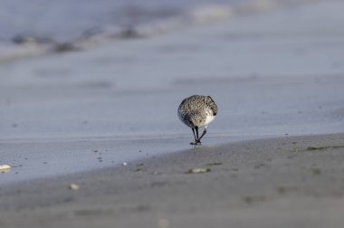 Shorebird Sanderling Calidris alba Fransa 'nın Morbihan kentindeki kumlu bir sahilde yiyecek arıyor.