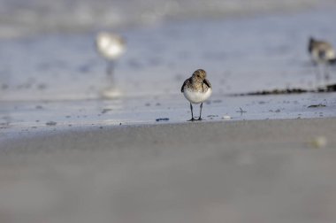 Shorebird Sanderling Calidris alba Fransa 'nın Morbihan kentindeki kumlu bir sahilde yiyecek arıyor.