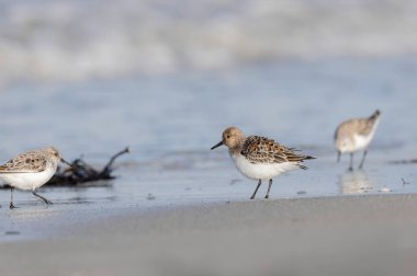 Shorebird Sanderling Calidris alba Fransa 'nın Morbihan kentindeki kumlu bir sahilde yiyecek arıyor.