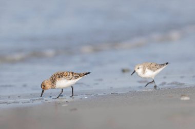 Shorebird Sanderling Calidris alba Fransa 'nın Morbihan kentindeki kumlu bir sahilde yiyecek arıyor.