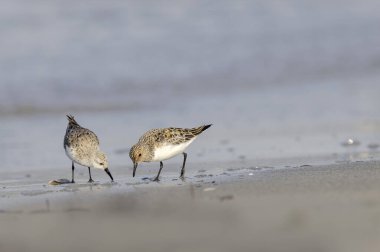 Shorebird Sanderling Calidris alba Fransa 'nın Morbihan kentindeki kumlu bir sahilde yiyecek arıyor.