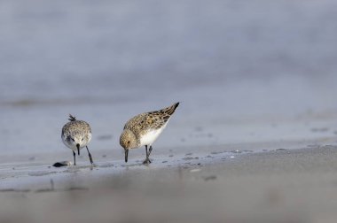 Shorebird Sanderling Calidris alba Fransa 'nın Morbihan kentindeki kumlu bir sahilde yiyecek arıyor.