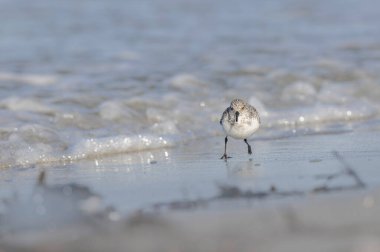 Shorebird Sanderling Calidris alba Fransa 'nın Morbihan kentindeki kumlu bir sahilde yiyecek arıyor.