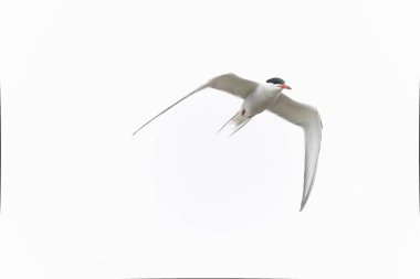 Tipik bir sahil ortamında Tern Sterna hirundo