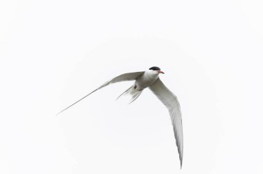 Tipik bir sahil ortamında Tern Sterna hirundo