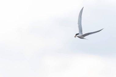 Tipik bir sahil ortamında Tern Sterna hirundo