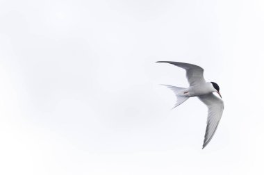 Tipik bir sahil ortamında Tern Sterna hirundo