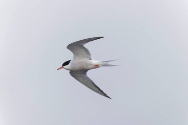 Tipik bir sahil ortamında Tern Sterna hirundo