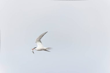 Tipik bir sahil ortamında Tern Sterna hirundo
