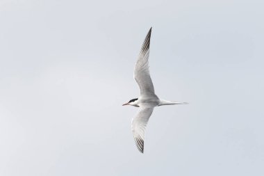 Common Tern Sterna hirundo in a typical coastal habitat clipart