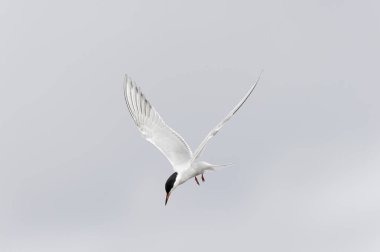 Tipik bir sahil ortamında Tern Sterna hirundo