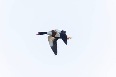 Fransa, Brittany 'de bir bataklıkta sıradan bir kabuklu ördek.