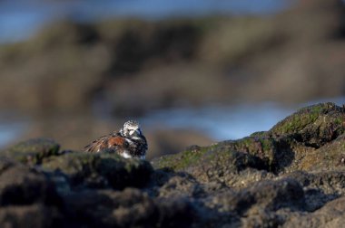 Ruddy Turnstone Arenaria, Fransa 'nın Normandiya kentindeki kumlu bir sahilde dalgaların alçalmasını yorumluyor.