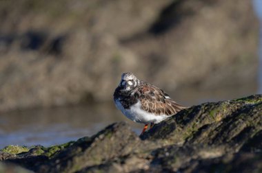 Ruddy Turnstone Arenaria, Fransa 'nın Normandiya kentindeki kumlu bir sahilde dalgaların alçalmasını yorumluyor.