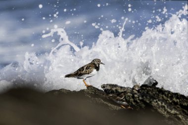 Ruddy Turnstone Arenaria, Fransa 'nın Normandiya kentindeki kumlu bir sahilde dalgaların alçalmasını yorumluyor.
