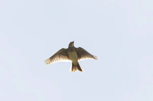 stock image Skylark Alauda arvensis in close view in Bretagne, France