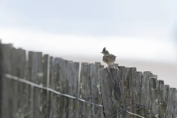 Stock image Skylark Alauda arvensis in close view in Bretagne, France