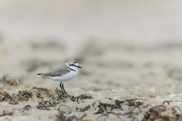 stock image Kentish Plover Anarhynchus alexandrinus on a beach in Brittany