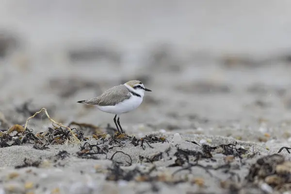 stock image Kentish Plover Anarhynchus alexandrinus on a beach in Brittany